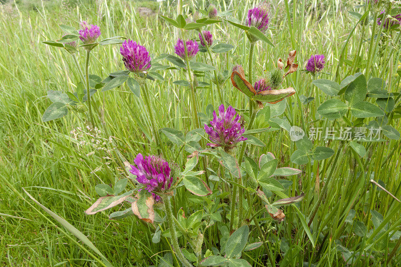 红三叶草(Trifolium pratense)